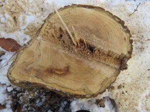 Holzfäule im Stamm