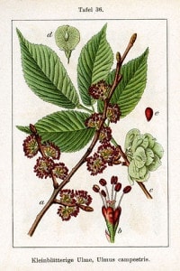 Ulme Ulmus_minor